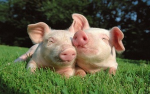 Dự đoán ngày mới 30/11/2021 cho 12 con giáp: Tuổi Hợi đề phòng tiểu nhân hãm hại, tuổi Tý gặp rắc rối với tài vận