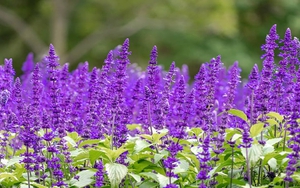 Tháng 12/2021 của cung Sư Tử: Điềm lành sẽ đến