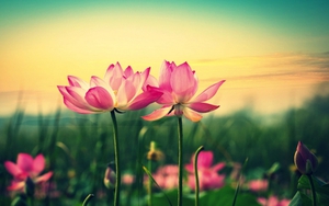 Tử vi tháng 12/2021 của cung Thiên Bình: Tháng của cơ hội công việc, tài vận, tình yêu