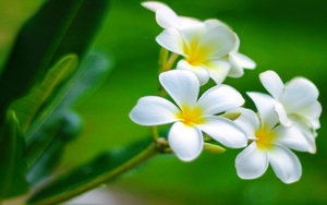 Tử vi ngày 29/11/2021 của cung hoàng đạo: Song Ngư bị ghen ghét vì quá nổi bật