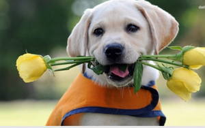 Dự đoán ngày mới 27/11/2021 cho 12 con giáp: Tuổi Tuất đại cát trong tình cảm, tuổi Tỵ đề phòng tiểu nhân