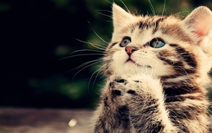 Dự đoán ngày mới 28/11/2021 cho 12 con giáp: Mão tranh cãi gay gắt, Tuất được quý nhân phù trợ