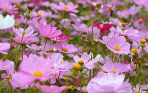 Tử vi ngày 17/12/2021 của cung hoàng đạo: Song Tử gặp thị phi, Xử Nữ vì bất cần mà trở nên dại dột