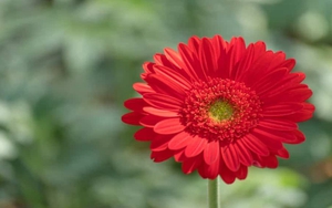 Tử vi ngày 22/12/2021 của cung hoàng đạo: Bọ Cạp phải trả giá vì sai lầm, Song Tử mất khôn vì giận.