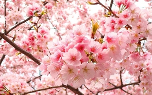 Tử vi ngày 28/12/2021 của cung hoàng đạo: Xử Nữ cố gắng thao túng, Song Ngư để đầu nóng chỉ huy