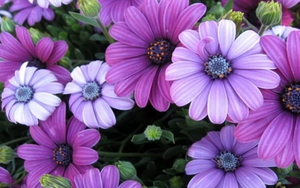 Tử vi ngày 29/12/2021 của cung hoàng đạo: Thiên Bình bị ghen tị, Ma Kết có quy nhân giúp sức