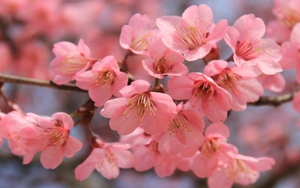 Tử vi ngày 2/1/2021 của cung hoàng đạo: Bọ Cạp tự gây áp lực, Sư Tử bị ghét vì thành công