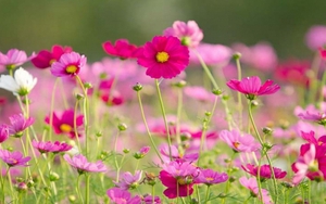 Tử vi ngày 13/12/2021 của cung hoàng đạo: Sư Tử bị phản bội, Xử Nữ phải đón nhiều tin xấu