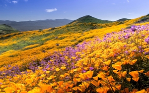 Tử vi ngày 14/12/2021 của cung hoàng đạo: Nhân Mã thiệt thòi vì tranh cãi, Bọ Cạp quyến rũ tạo lợi thế