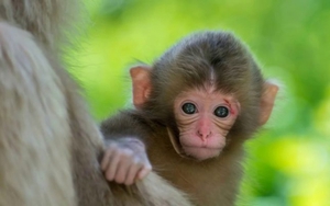 Dự đoán ngày 4/12/2021 cho 12 con giáp: Thân bị tiểu nhân phá rối nhưng vẫn thành công, Dậu cần tuân thủ luật giao thông