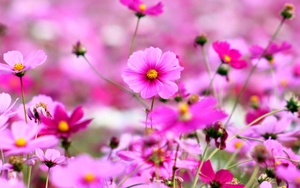 Tử vi ngày 16/1/2022 của cung hoàng đạo: Song Tử cân nhắc được mất, Bảo Bình lừa dối bản thân