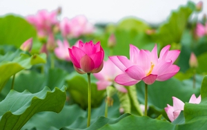 Tử vi ngày 18/1/2022 của cung hoàng đạo: Xử Nữ mất tự tin, Song Ngư phàn nàn quá nhiều