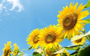 Tử vi ngày 19/1/2022 của cung hoàng đạo: Ánh sáng của Nhân Mã, Bọ Cạp đừng tự ép buộc