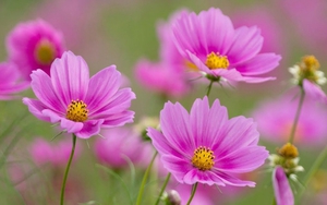 Tử vi ngày 21/1/2022 của cung hoàng đạo: Xử Nữ xa cách, Ma Kết ám ảnh công việc