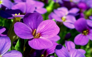 Tử vi ngày 26/1/2022 của cung hoàng đạo: Bạch Dương đối diện tin đồn, Song Ngư trở nên giả dối