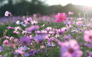 Ngày 29/1/2022 của cung hoàng đạo: Sư Tử lạnh đến vô cảm, Xử Nữ lường trước tài hoạ