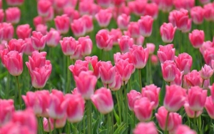 Tử vi ngày 8/1/2022 của cung hoàng đạo: Bạch Dương đón bão vì vui miệng, Bảo Bình cần cảnh giác