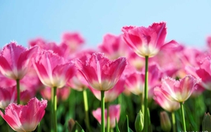 Tử vi ngày 14/1/2022 của cung hoàng đạo: Bọ Cạp hỗn loạn, Thiên Bình bất chấp tất cả vì yêu