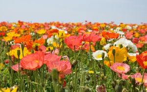 Tử vi ngày 7/1/2022 của cung hoàng đạo: Thiên Bình thoát hiểm, Nhân Mã rủng rỉnh tiền bạc