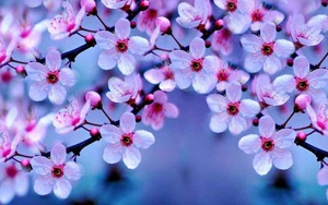 Tử vi ngày 9/1/2022 của cung hoàng đạo: Bạch Dương bí ẩn, Xử Nữ mâu thuẫn vì tiền bạc