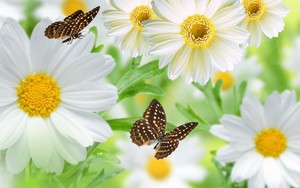 Tử vi ngày 23/1/2022 của cung hoàng đạo: Song Tử tương tư, Bọ Cạp mất tiền