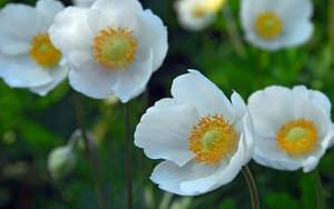 Tử vi ngày 25/1/2022 của cung hoàng đạo: Song Tử bị kẻ xấu hãm hại, Nhân Mã xung đột đối thủ