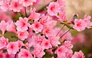 Tử vi ngày 5/1/2022 của cung hoàng đạo: Bạch Dương tham công tiếc việc, Bảo Bình độc đoán