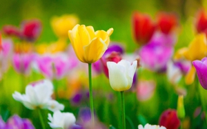 Ngày 10/2/2022 của cung hoàng đạo: Kim Ngưu được ủng hộ, Thiên Bình được lòng sếp