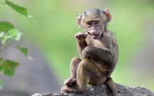 Ngày 11/12/2021 của 12 con giáp: Thân lao dốc vì bị lợi dụng, Hợi gặp hoạ vì tiểu nhân