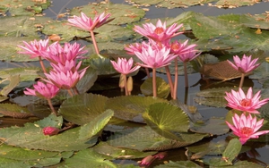 Ngày 11/12/2021 của 12 cung hoàng đạo: Kim Ngưu, Bọ Cạp đều nhận được thành quả nhờ chăm chỉ