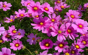 Tử vi ngày 12/12/2021 của cung hoàng đạo: Song Ngư đánh mất niềm vui vì điều nhỏ nhặt