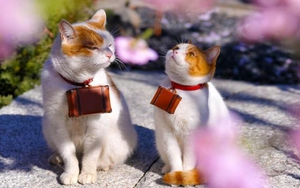 Dự đoán ngày mới 05/12/2021 cho 12 con giáp: Mão dễ bị mất cắp, Ngọ gặp được ý trung nhân