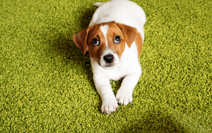 Ngày 9/12/2021 cho 12 con giáp: Tuất bị tiểu nhân đâm sau lưng, Dậu mâu thuẫn với đồng nghiệp