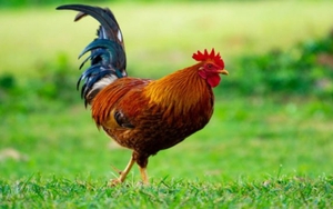 Dự đoán ngày mới 6/12/2021: Dậu và Tý đề phòng tiểu nhân đâm sau lưng