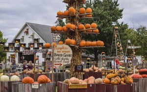 VIDEO: Ghé thăm trang trại bí ngô nổi tiếng của Mỹ nhân dịp Halloween