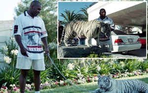 Số phận những con hổ của Mike Tyson