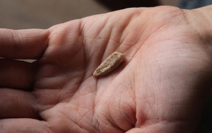 Phát hiện hóa thạch răng sữa cách đây hơn 560.000 năm