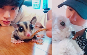 Fan ghen 'chết mất' khi Jin BTS coi thú cưng như ‘bạn đời’