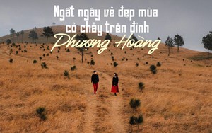 Ngắm mùa cỏ cháy đẹp thơ mộng trên đồi Phượng Hoàng, Quảng Ninh