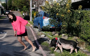 Năm Hợi, giới trẻ Đài Loan đua nhau nuôi lợn cảnh