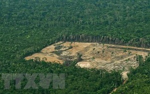 Brazil tổ chức đoàn thám hiểm bảo vệ bộ lạc nguyên thủy biệt lập