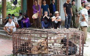 Vụ cháu bé bị chó cắn tử vong ở Hưng Yên: Giao đàn chó về cơ quan công an