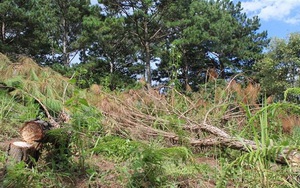 Lâm Đồng: Điều tra vụ người chết trong rừng bị trúng đạn chì