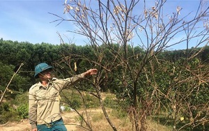 Thời tiết từ cuối tháng 6 đến 20/7, Bắc Bộ có từ 3-4 đợt nắng nóng