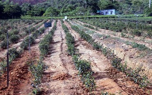 Trong 10 ngày tới, Bắc Bộ và Trung Bộ tiếp tục có nắng nóng