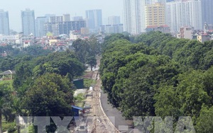 Hà Nội kiểm tra toàn bộ cây xanh trong trường học, bệnh viện, công sở