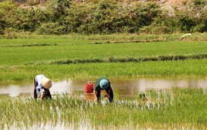 10 ngày tới, Bắc Bộ mưa dông tập trung vào chiều tối, Trung Bộ có nơi nắng nóng gay gắt
