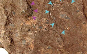 Hóa thạch trứng khủng long ở Nhật Bản được Guinness công nhận nhỏ nhất thế giới