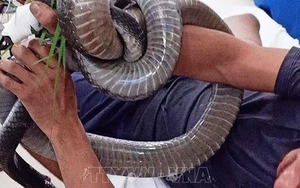 Một bệnh nhân nguy kịch do bị rắn hổ chúa cắn, khi nhập viện rắn vẫn cuốn chặt tay và cổ