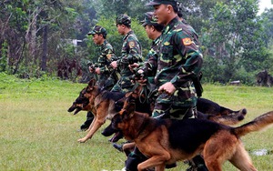 Quảng Trị đề nghị dùng chó nghiệp vụ xua đổi đàn vọoc tấn công người dân